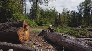 How Our Tree Care Process Works  in  Dorneyville, PA