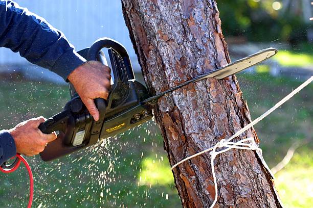 Trusted Dorneyville, PA Tree Care Experts