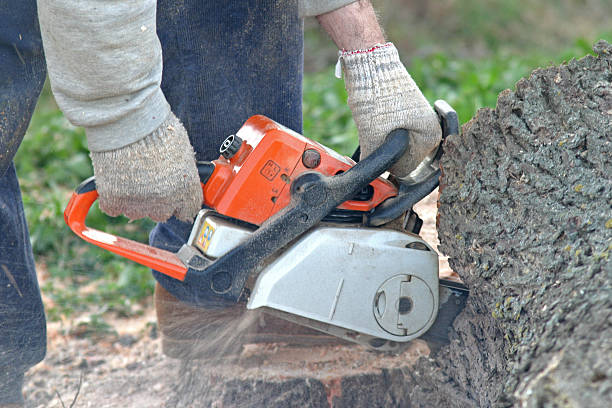 Best Tree Cabling and Bracing  in Dorneyville, PA