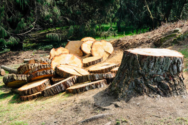 How Our Tree Care Process Works  in  Dorneyville, PA